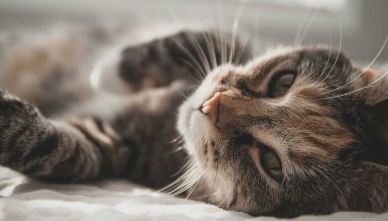 Acqua ionizzata per gatti con problemi renali: la mia ricerca e riflessioni